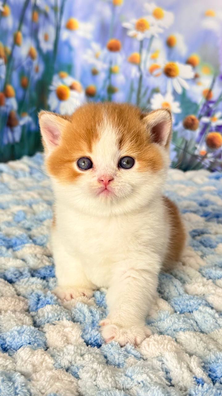 Kai