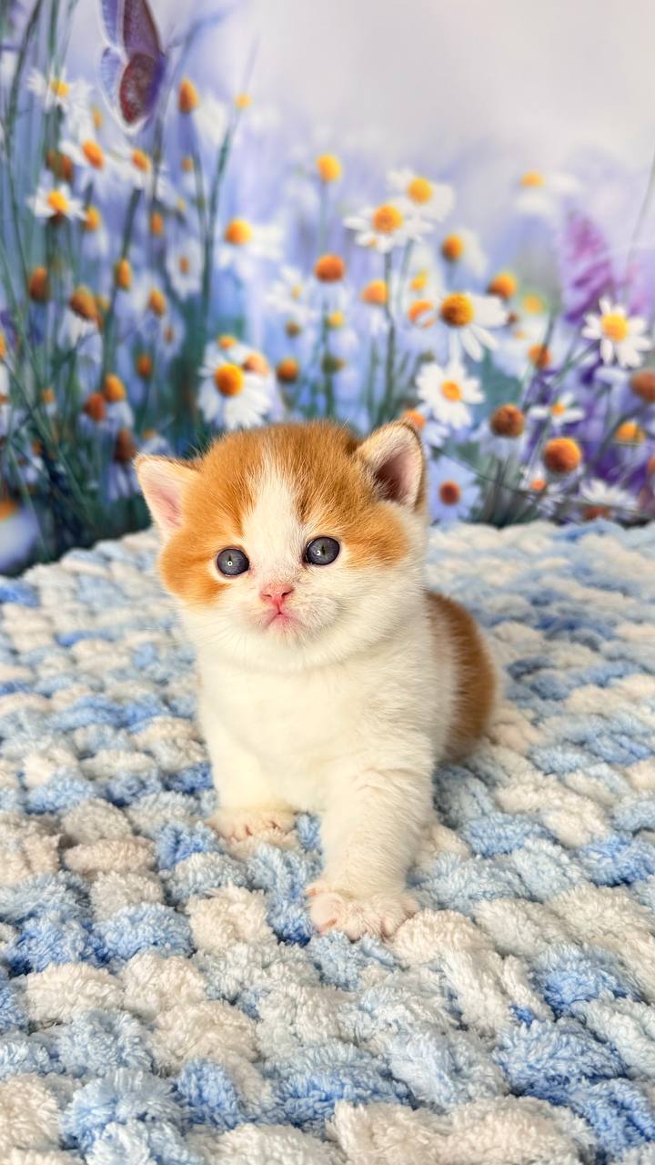 
                  
                    Kai
                  
                