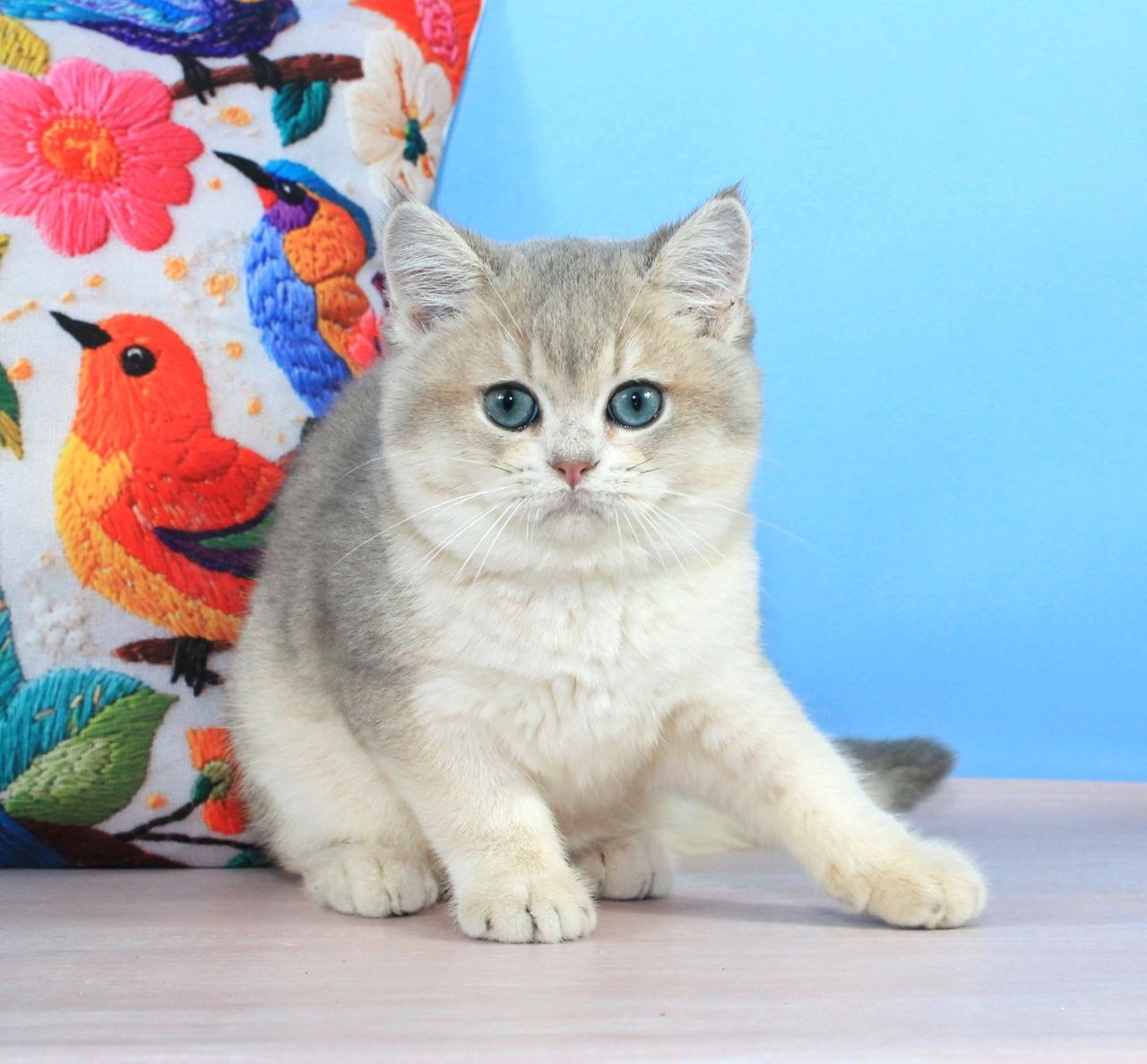 
                  
                    Timi
                  
                
