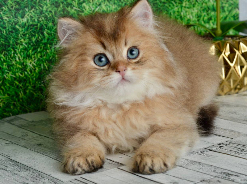 Sultan