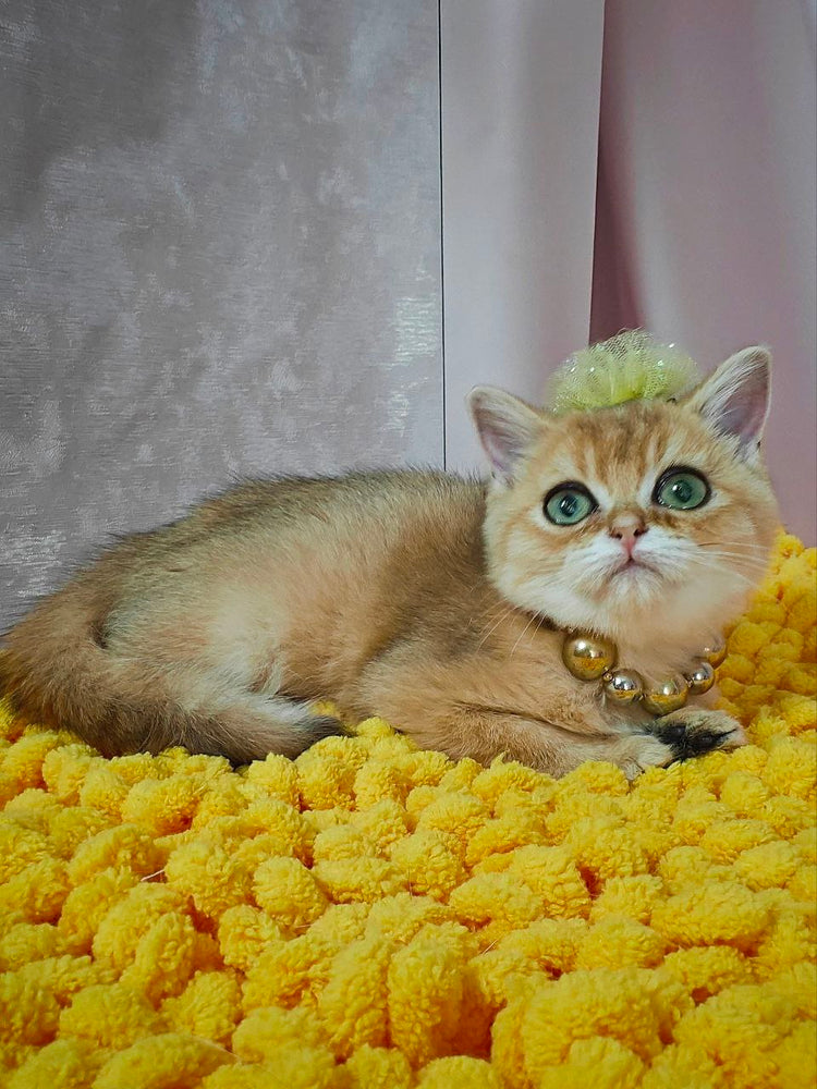 
                  
                    Kiara
                  
                