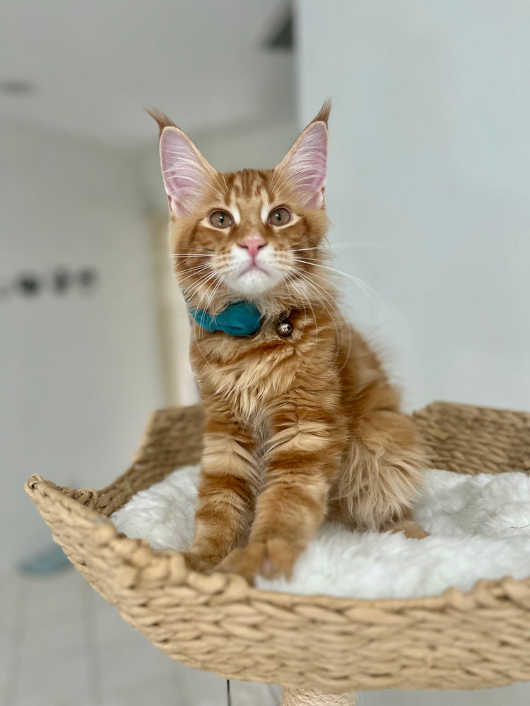 
                  
                    Felix
                  
                