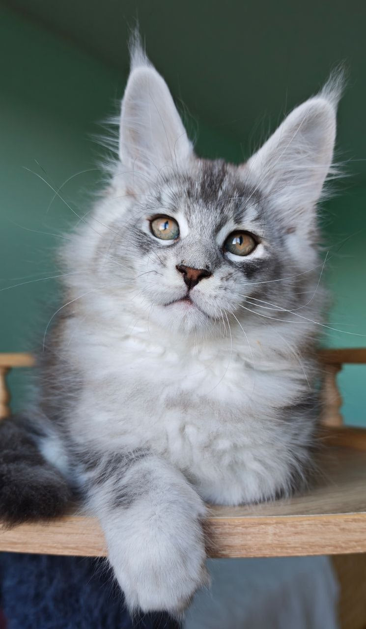 
                  
                    Felix
                  
                