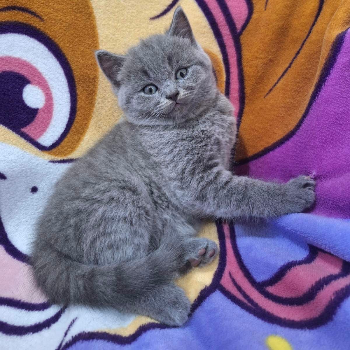 
                  
                    Akira
                  
                
