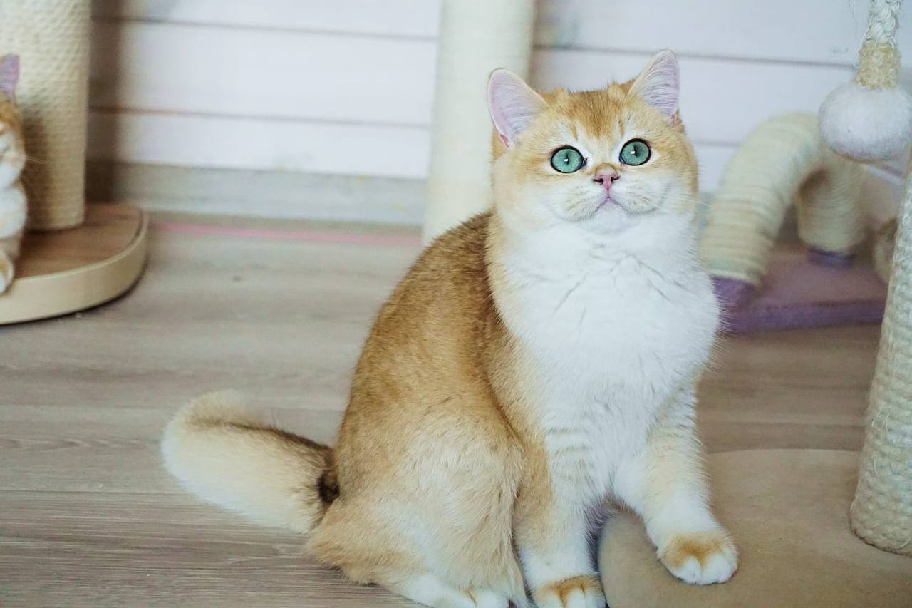 
                  
                    Navi
                  
                