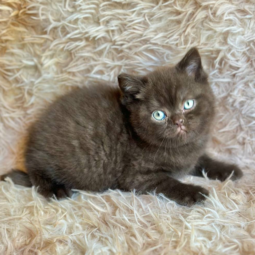 
                  
                    Flynn
                  
                
