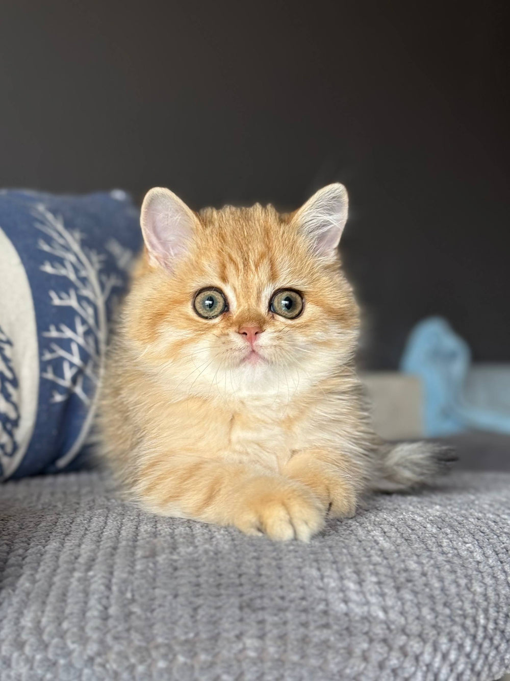 Coco