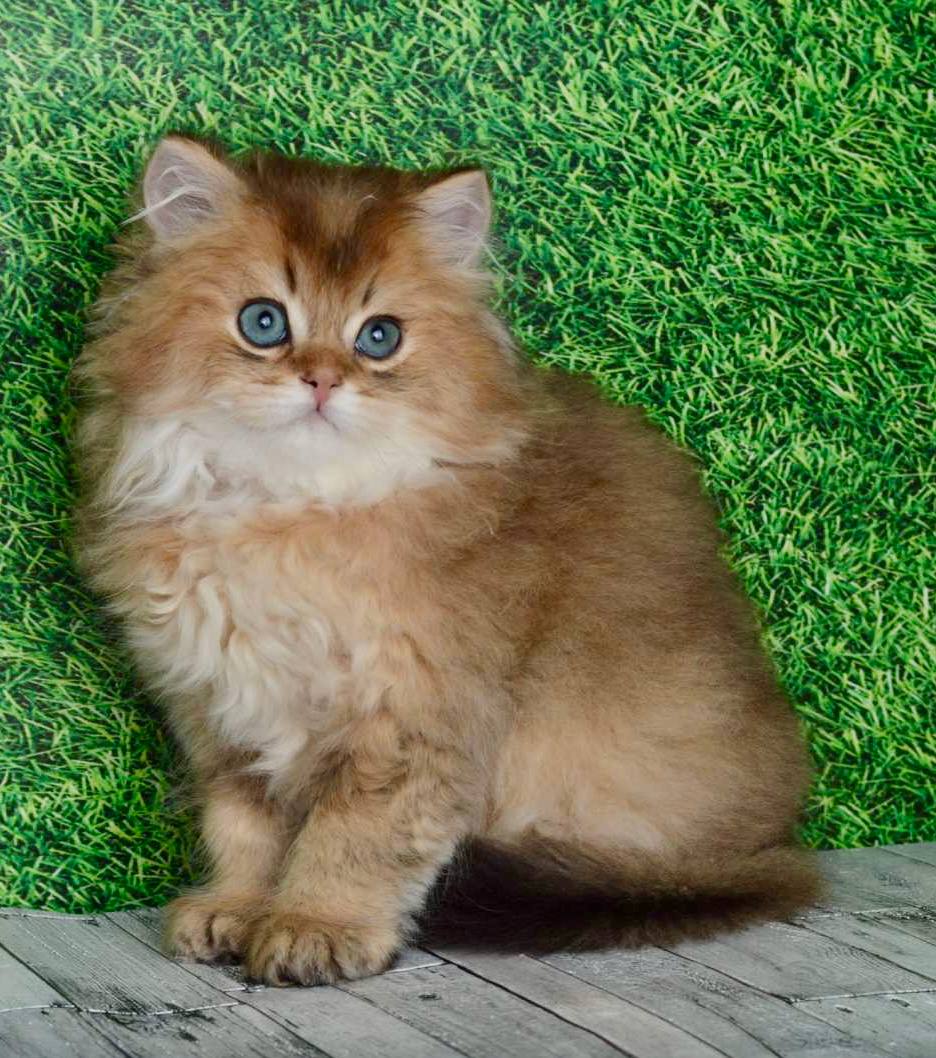 
                  
                    Sultan
                  
                