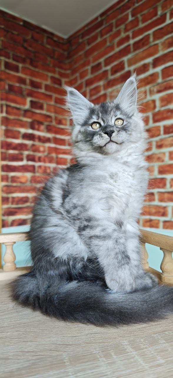 
                  
                    Freya
                  
                
