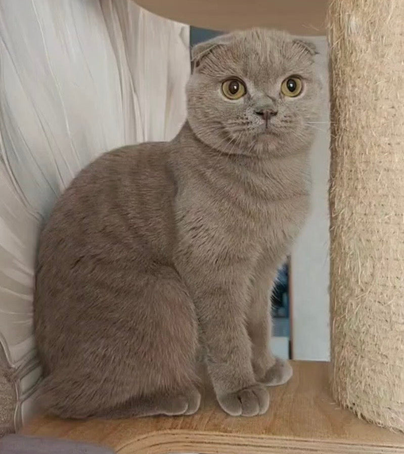 
                  
                    Jaffa
                  
                