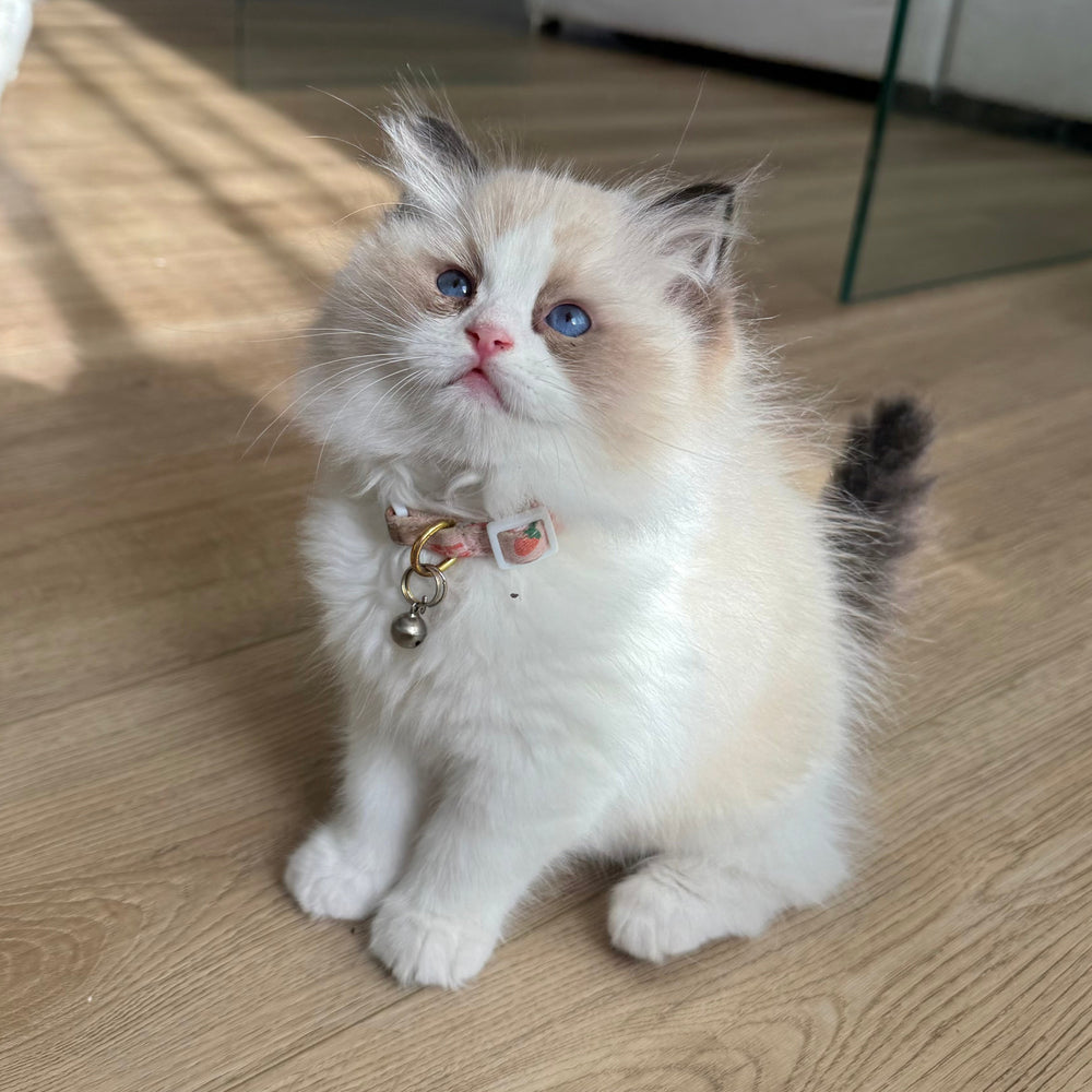 Luna