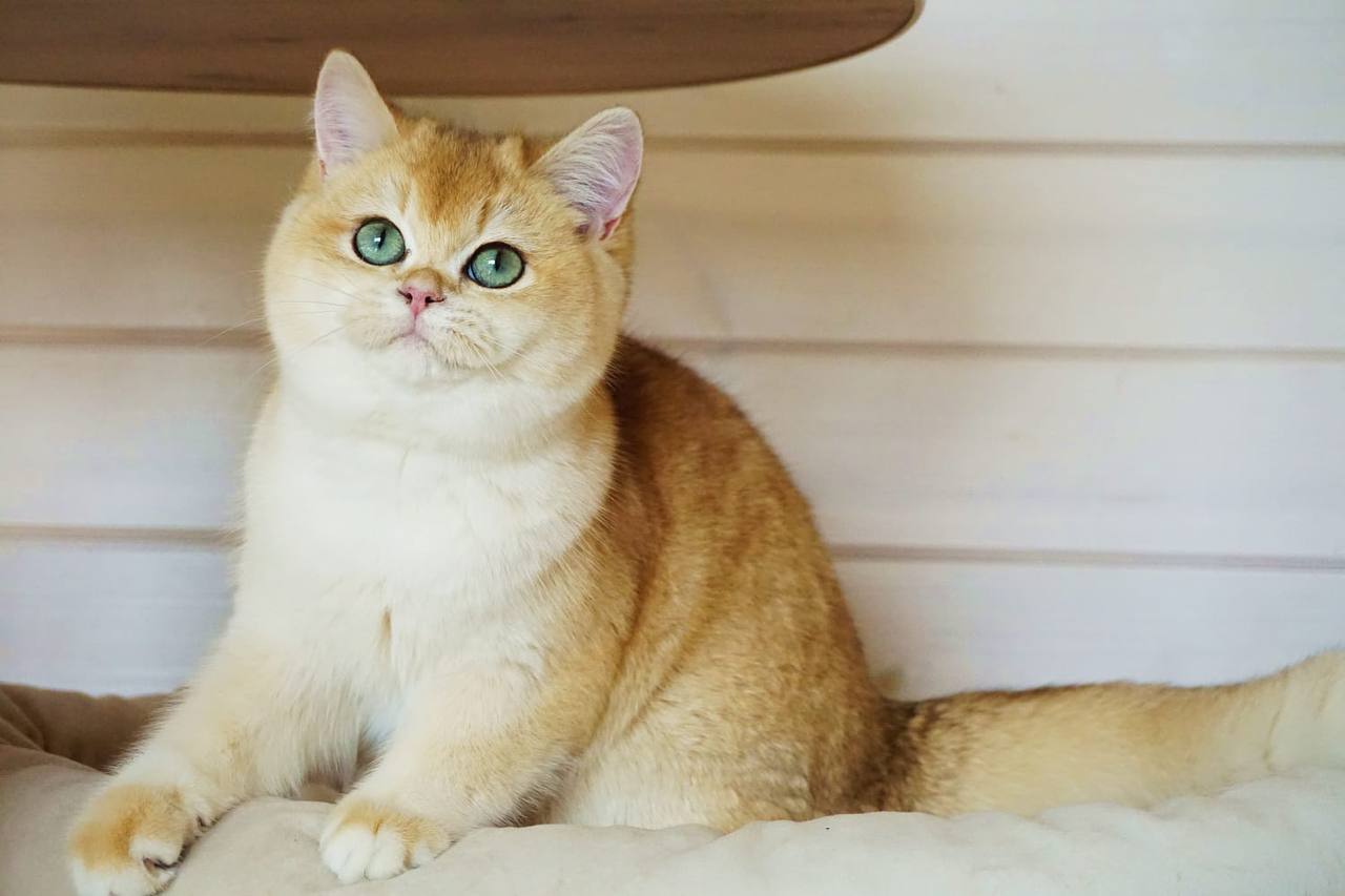 
                  
                    Navi
                  
                