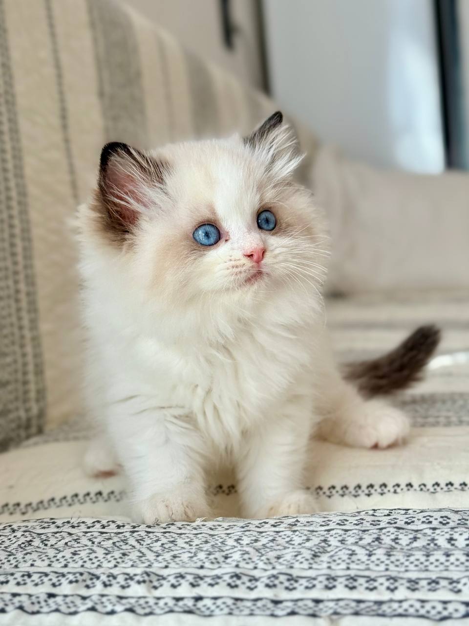 Alice