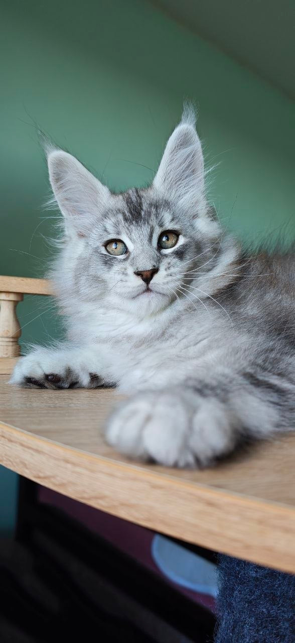 
                  
                    Felix
                  
                