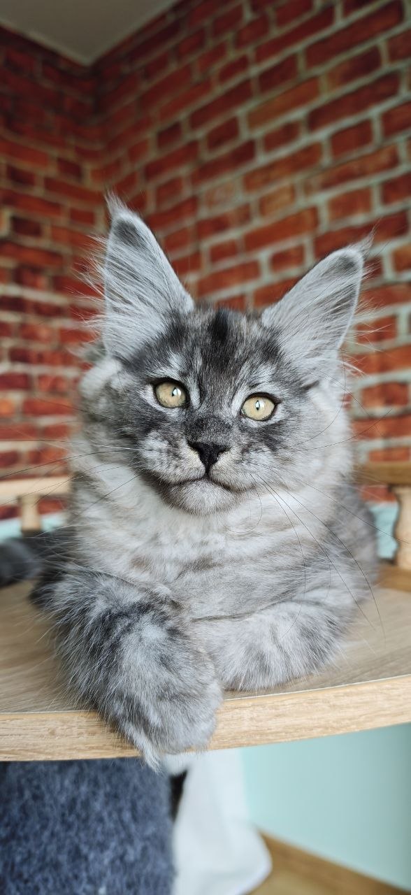 
                  
                    Freya
                  
                