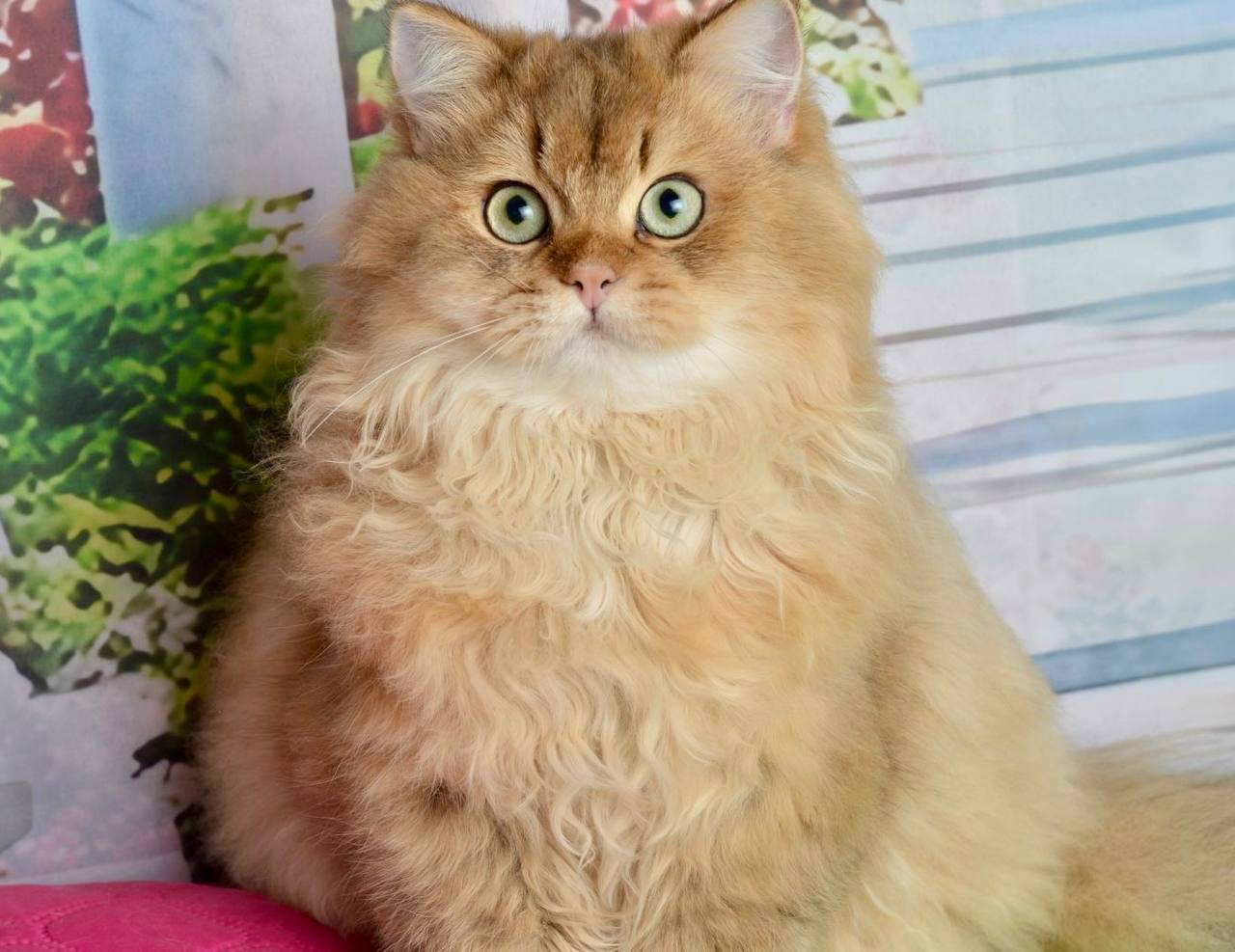 
                  
                    Sultan
                  
                