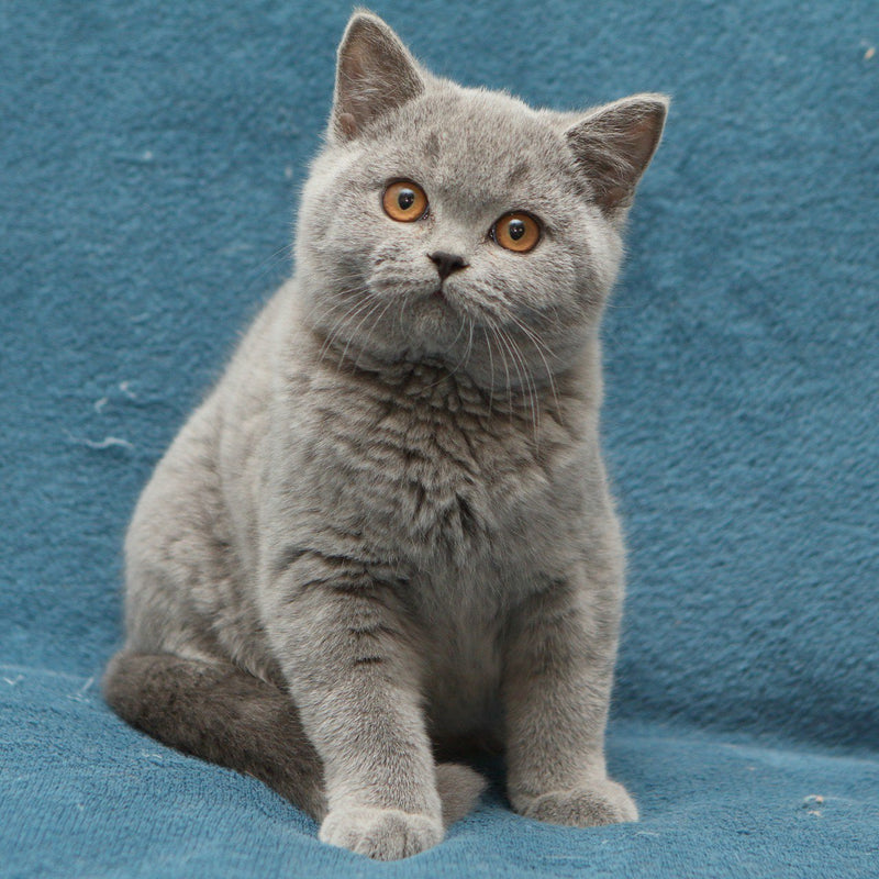 Otello