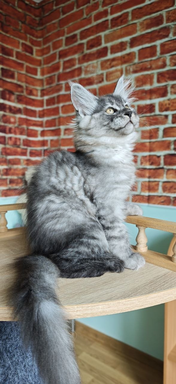 
                  
                    Freya
                  
                