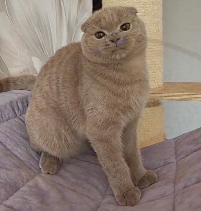 
                  
                    Jaffa
                  
                