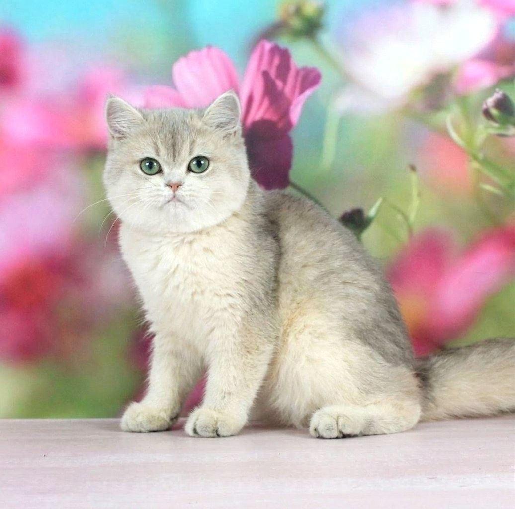
                  
                    Princess
                  
                