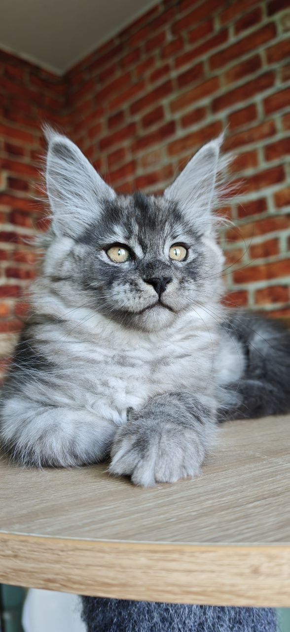 
                  
                    Freya
                  
                