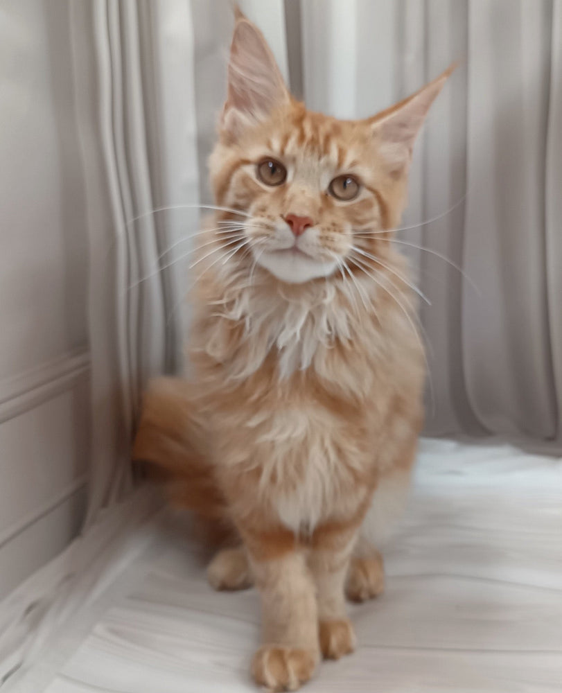 
                  
                    Angelo
                  
                