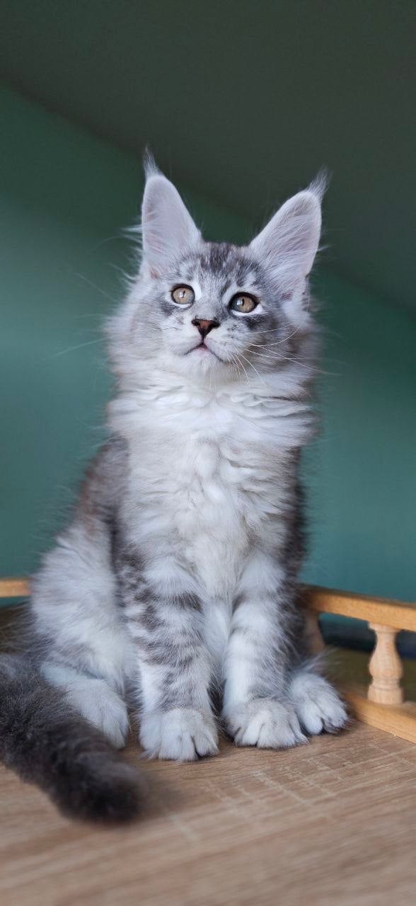 
                  
                    Felix
                  
                