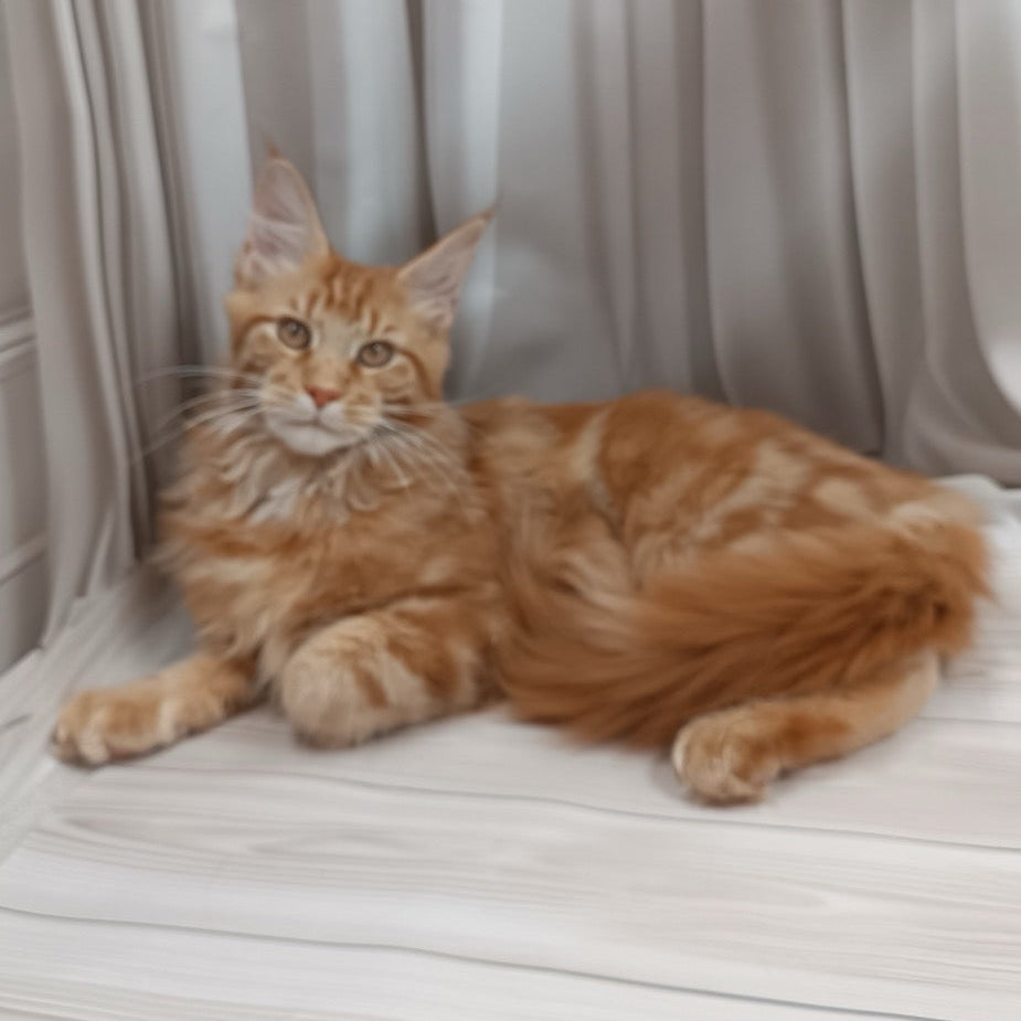 
                  
                    Angelo
                  
                