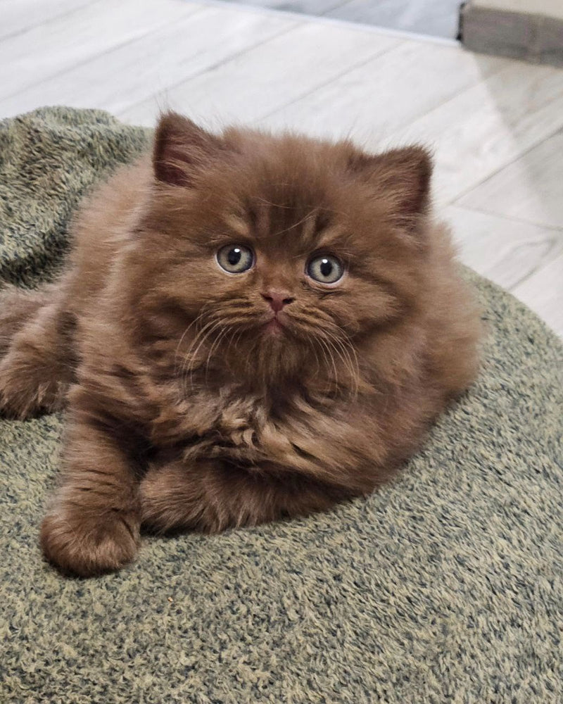 Chestnut