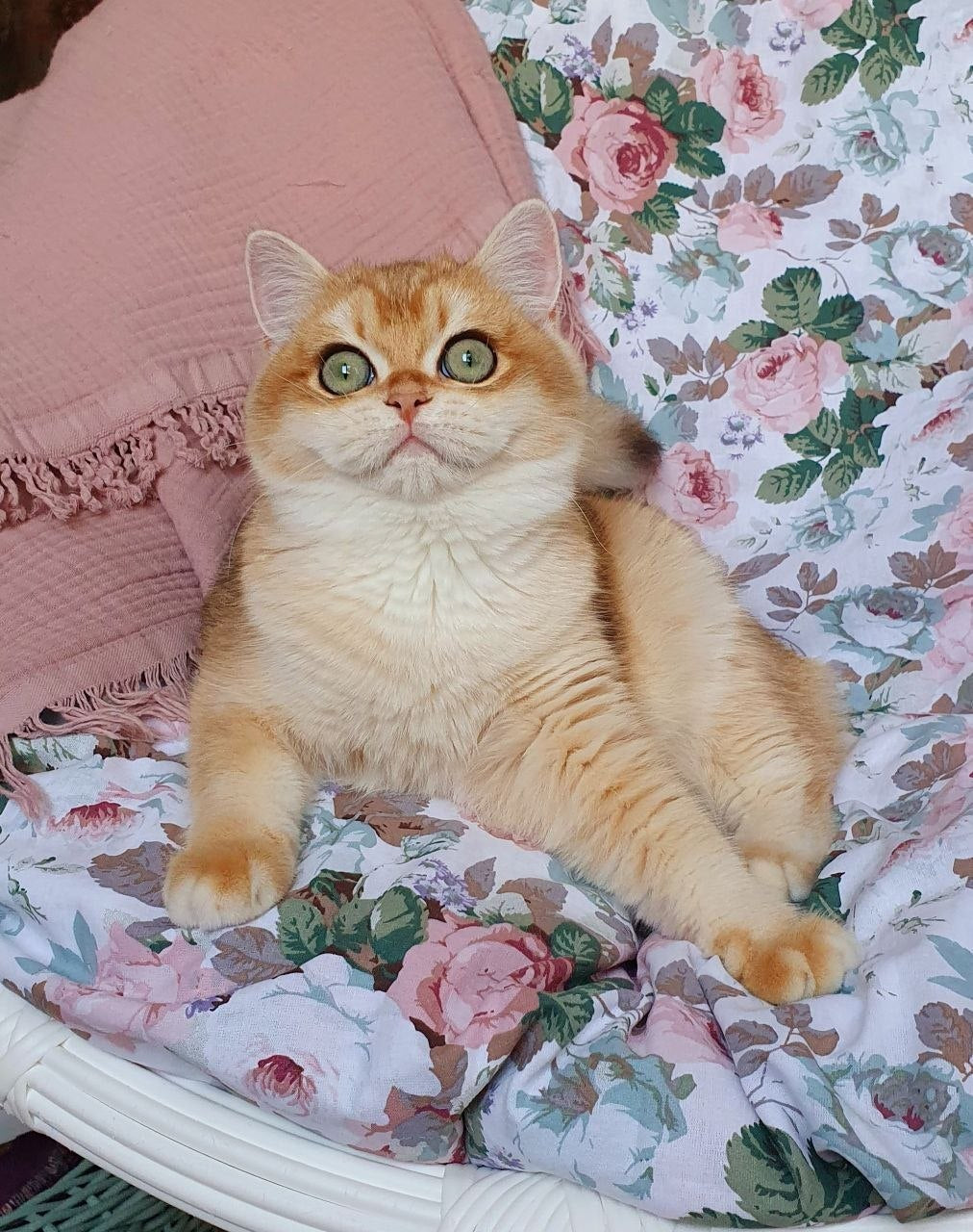 
                  
                    Wasilisa
                  
                