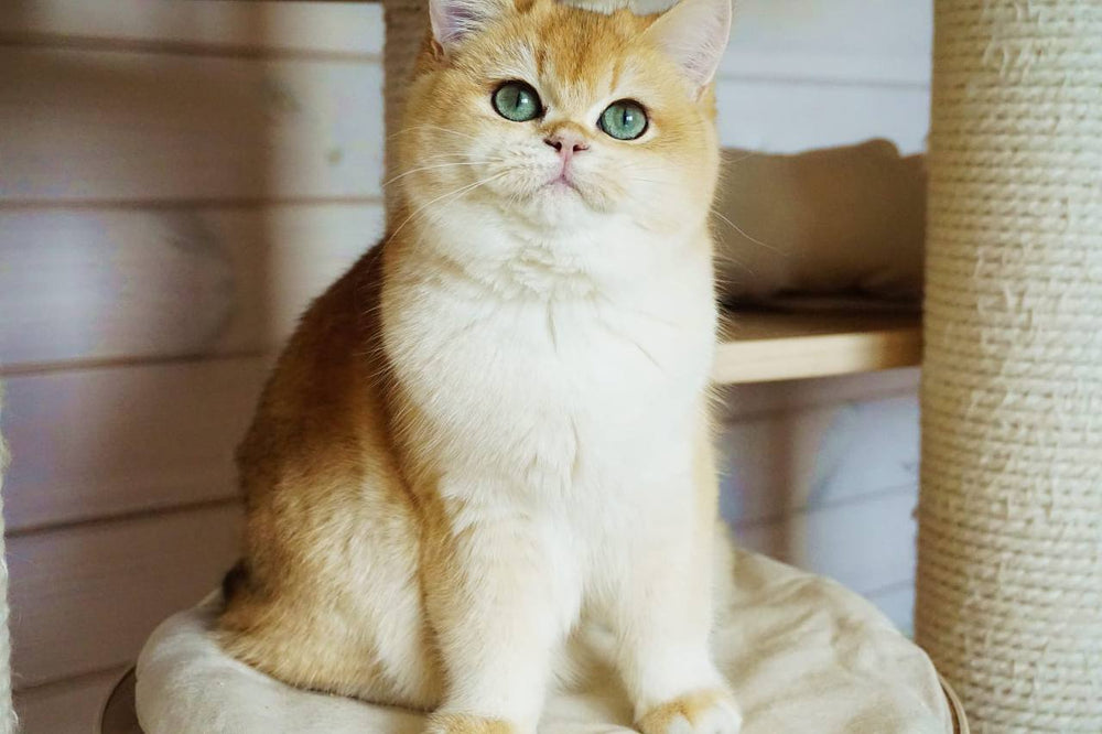 Navi