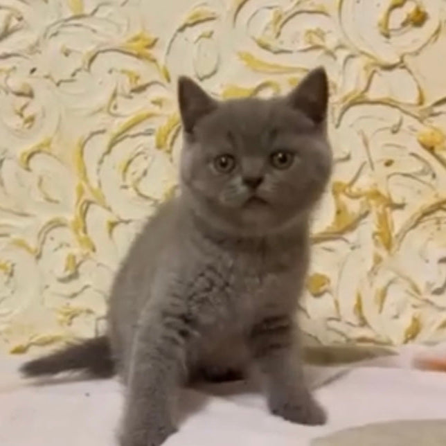 
                  
                    Milo
                  
                