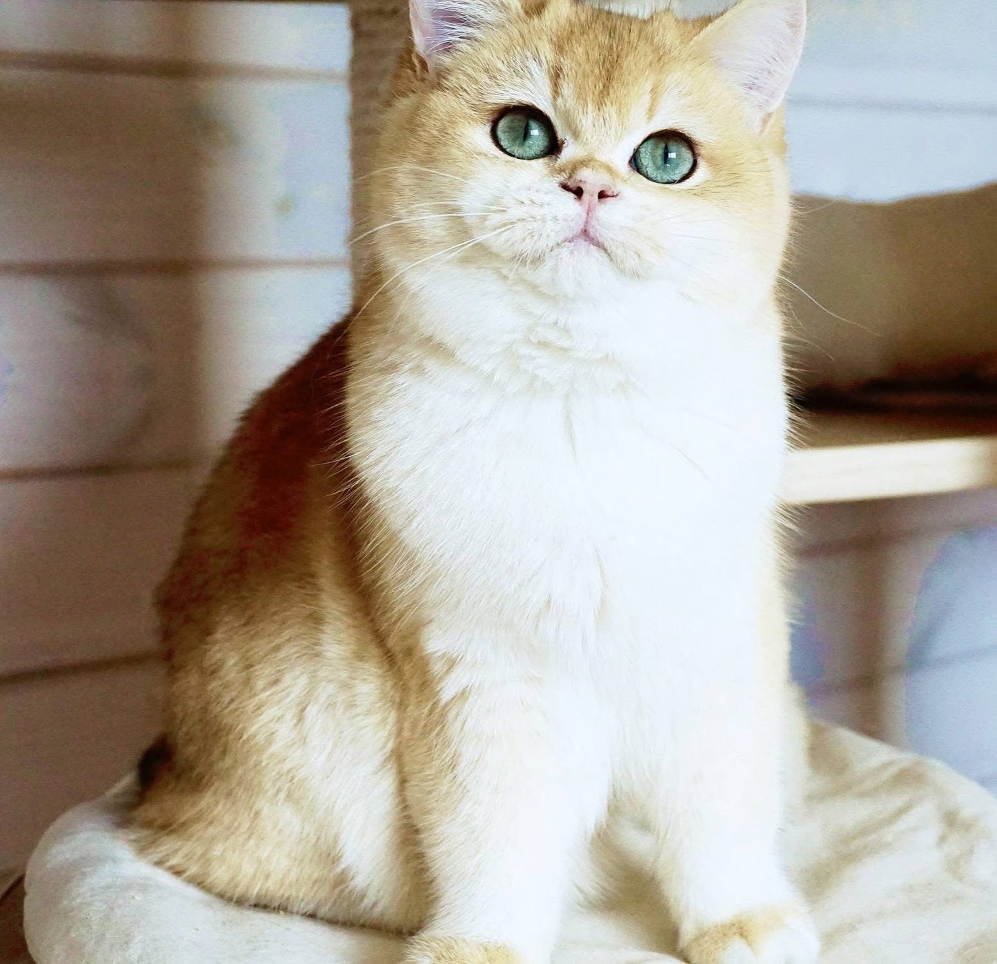 
                  
                    Navi
                  
                