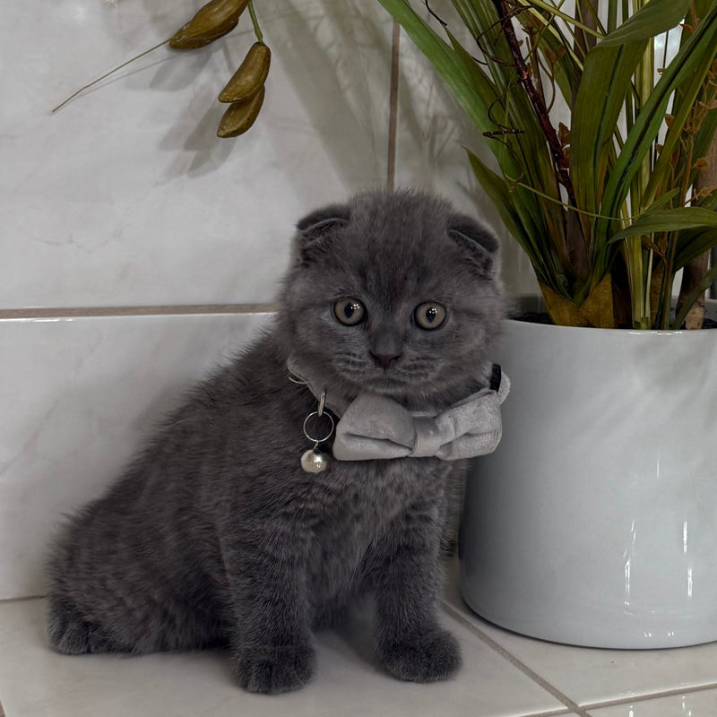 Alan