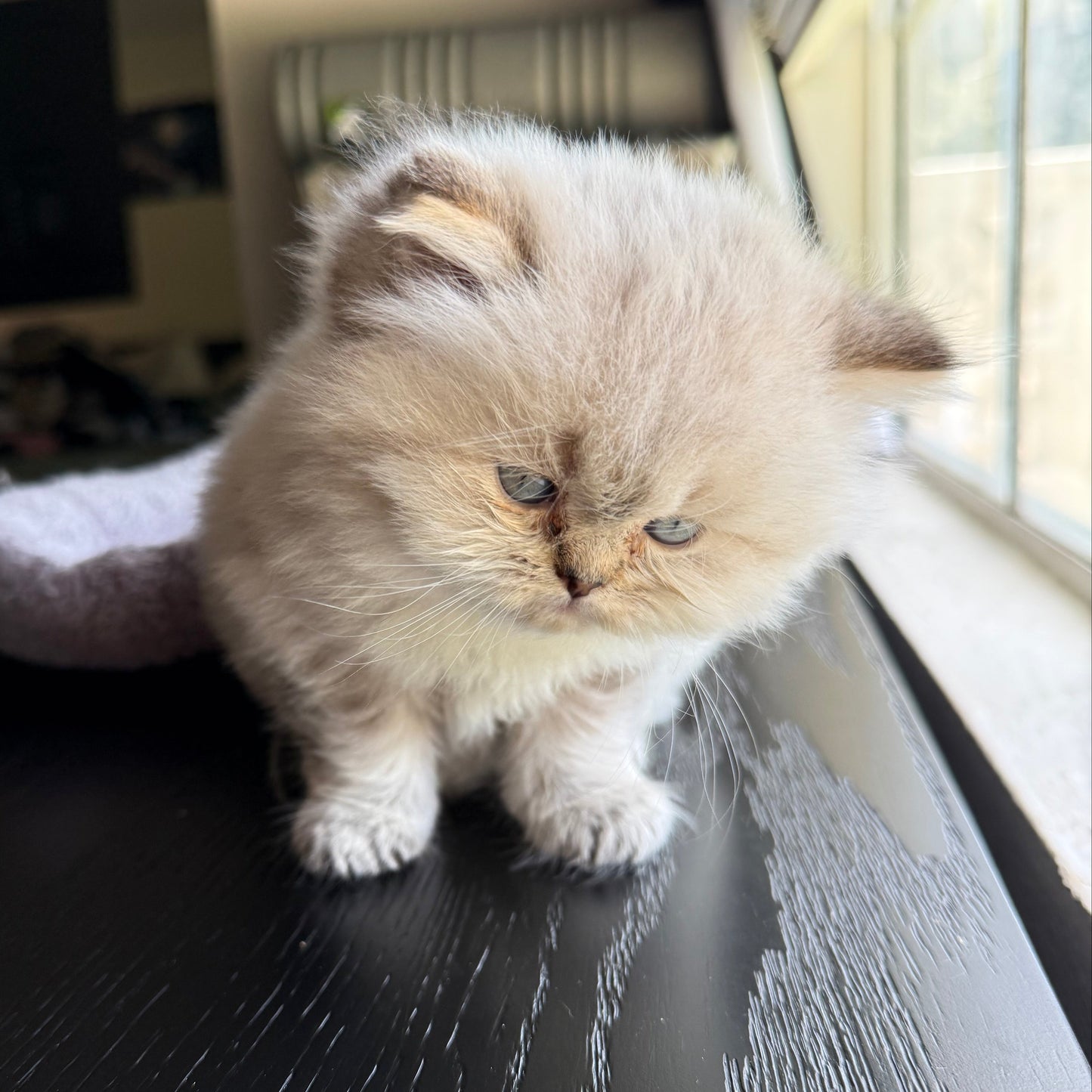 
                  
                    Maximus
                  
                