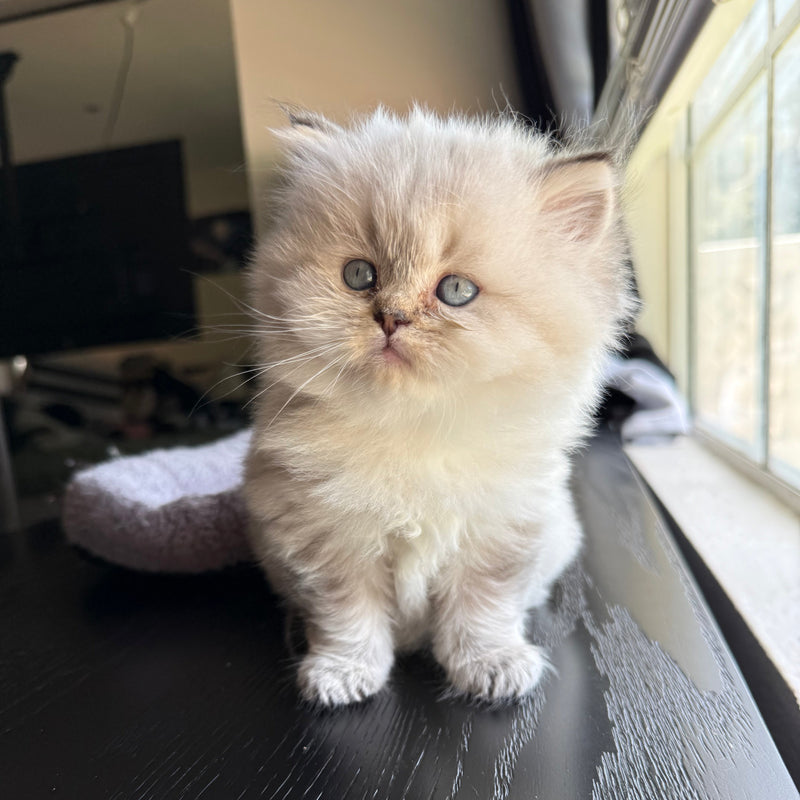Maximus