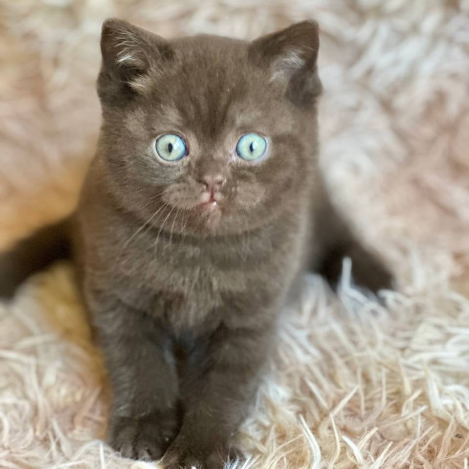 
                  
                    Flynn
                  
                