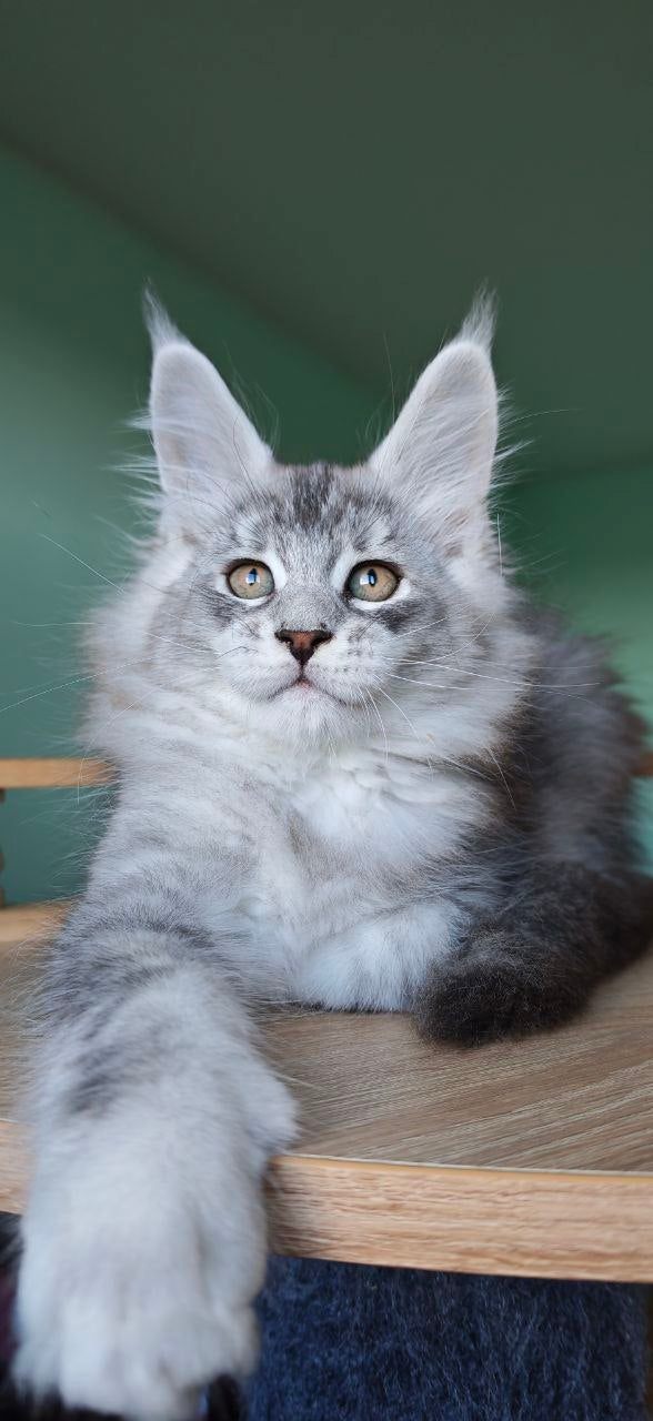 Felix