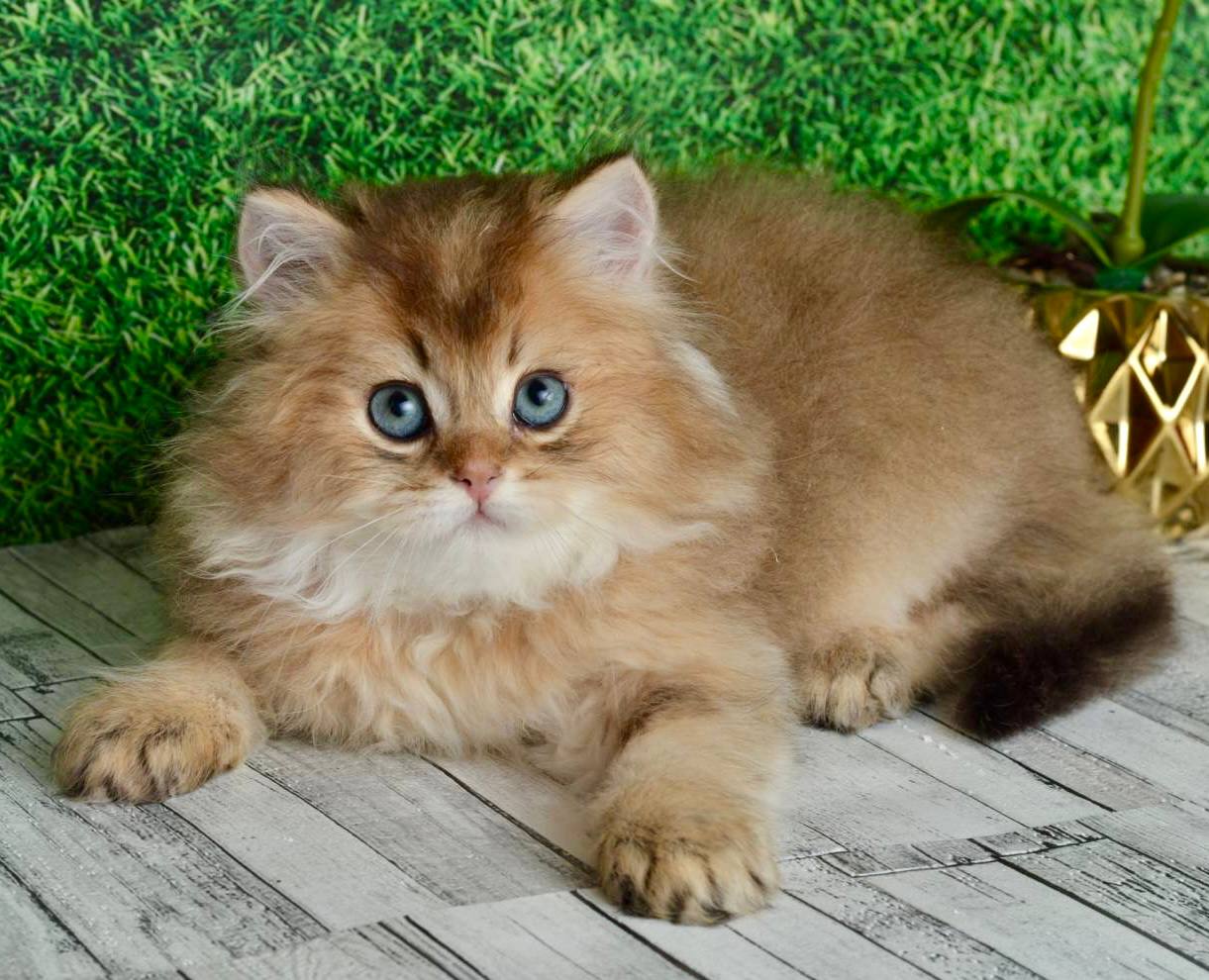 
                  
                    Sultan
                  
                