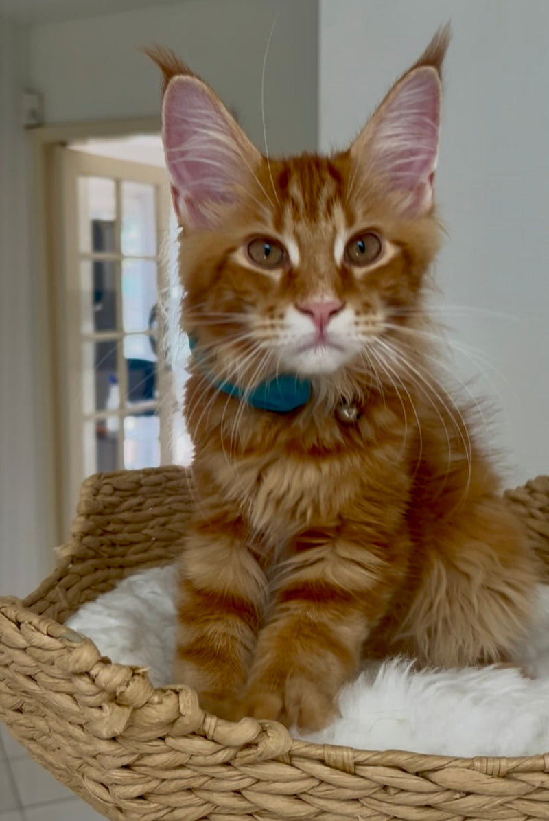 Felix