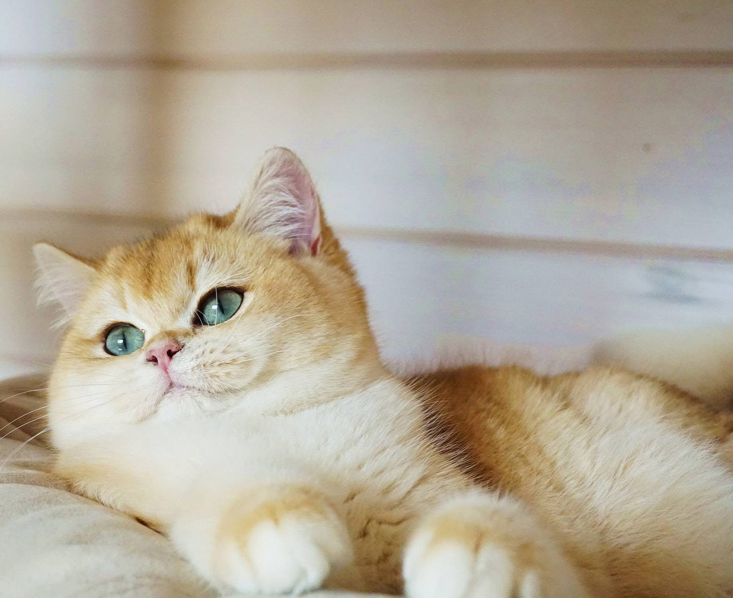 
                  
                    Navi
                  
                