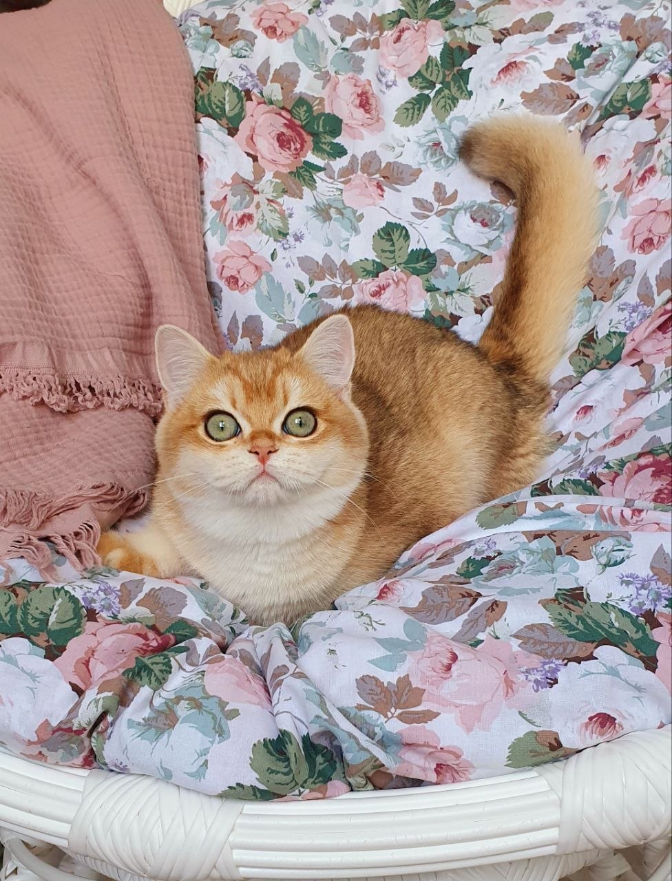 
                  
                    Wasilisa
                  
                