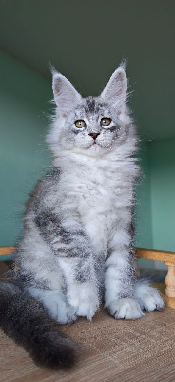 
                  
                    Felix
                  
                
