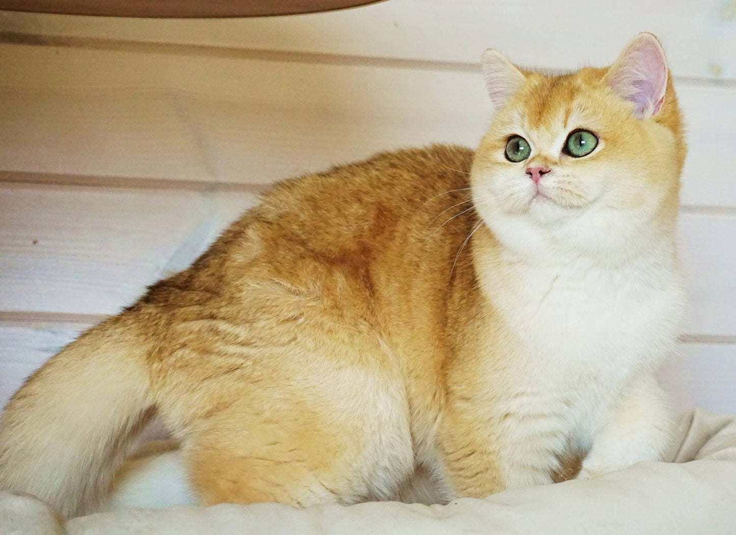 
                  
                    Navi
                  
                