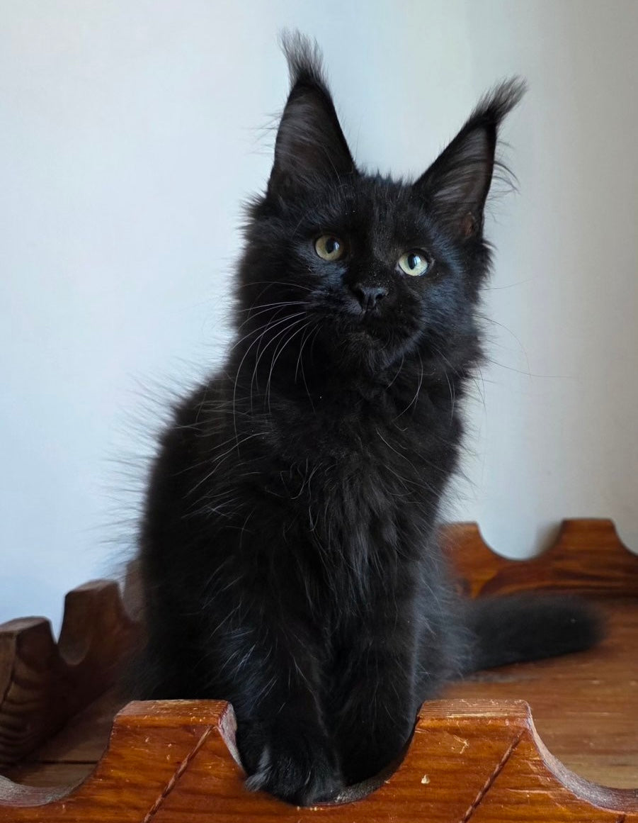
                  
                    Pirate
                  
                