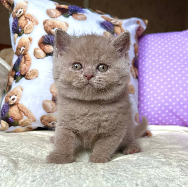 Alan