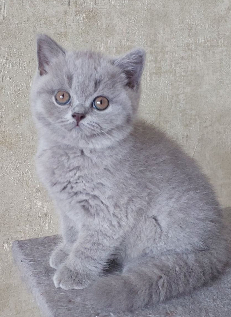 Blueberry