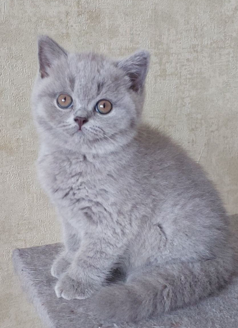 Blueberry