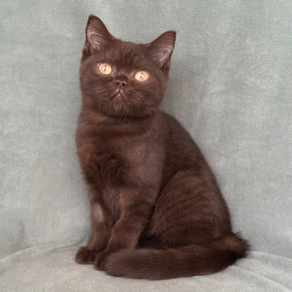 
                  
                    Clyde
                  
                