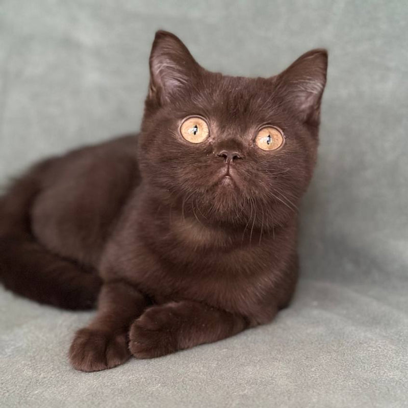 Clyde